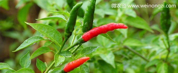 lajiao1