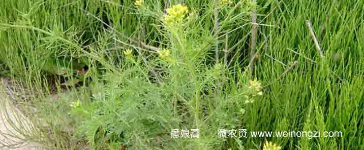 bonianhao000
