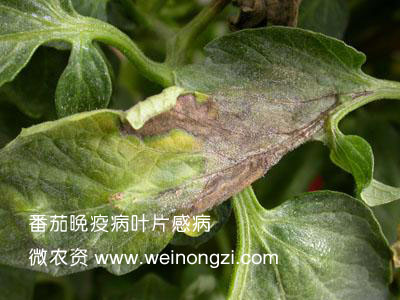 番茄晚疫病叶片
