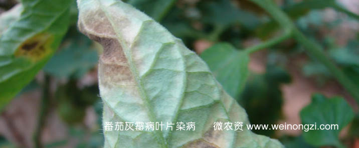 番茄灰霉病叶片