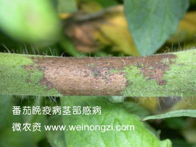 番茄晚疫病茎部