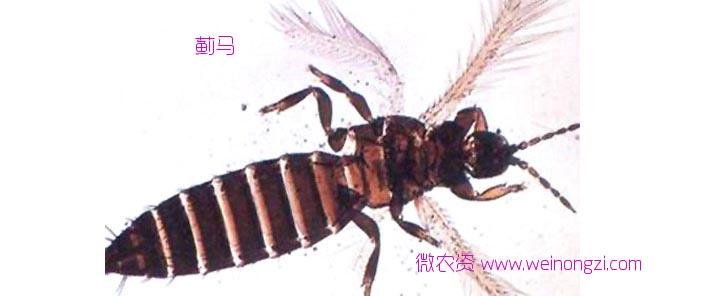 蓟马