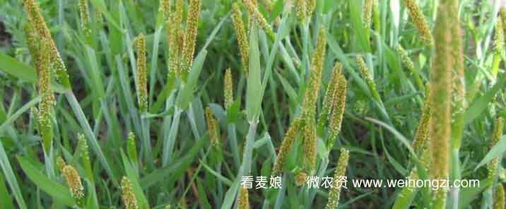 kanmainiao000