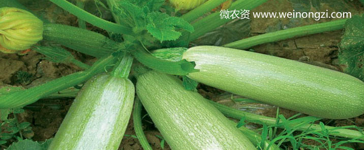 xihulu