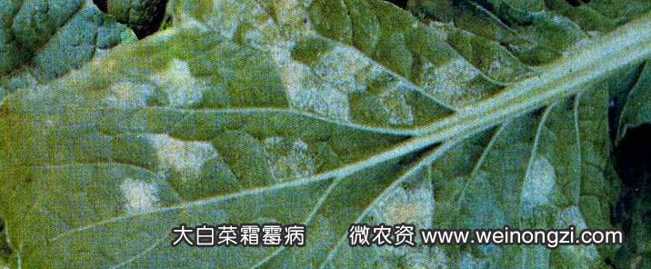 病毒病