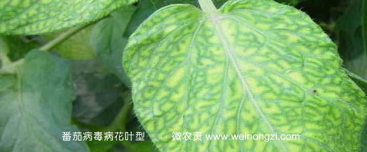 番茄病毒病花叶型