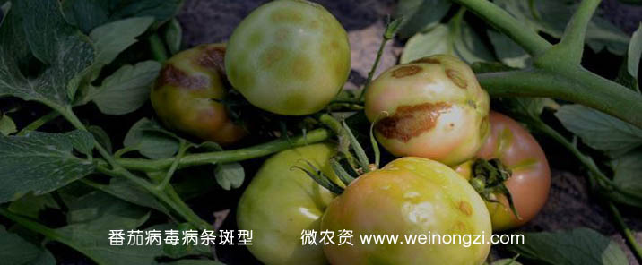 番茄病毒病