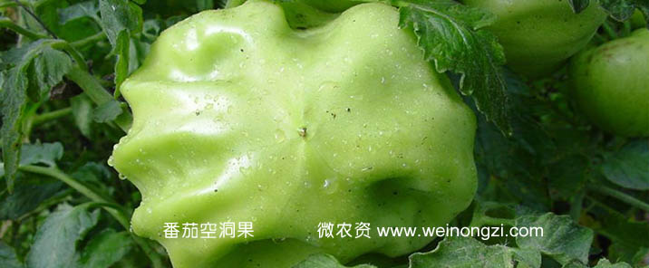 番茄空洞果