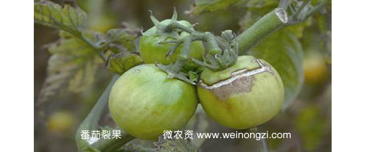 番茄裂果