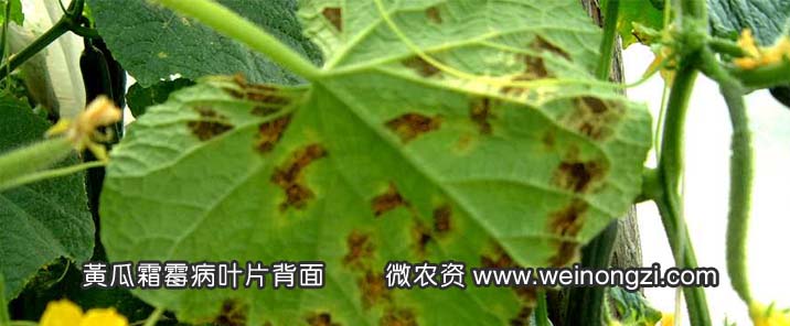 黄瓜霜霉病叶片