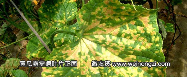 黄瓜霜霉病叶片
