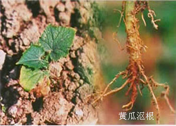 黄瓜沤根病