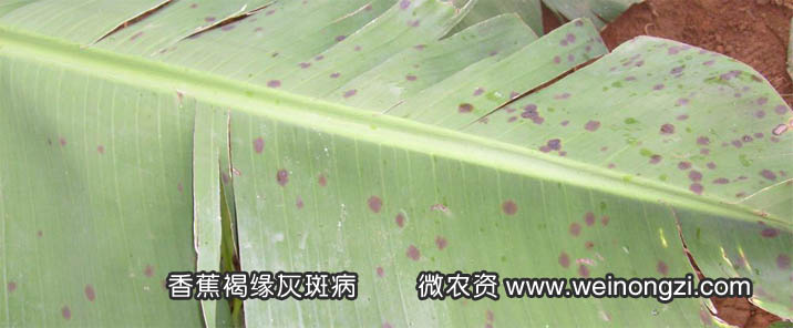 香蕉褐缘灰斑病