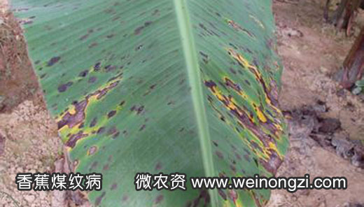 香蕉煤纹病