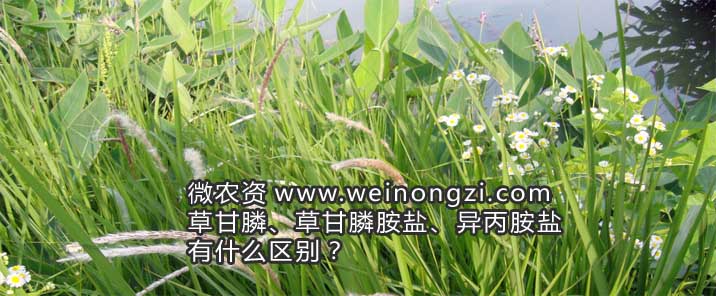 草甘膦