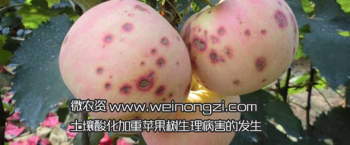 土壤酸化苹果树生理病害