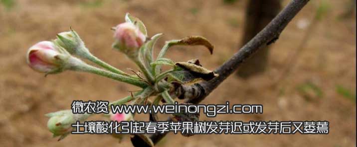 土壤酸化苹果树发芽迟