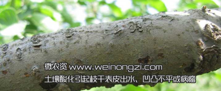 土壤酸化植物表皮出水
