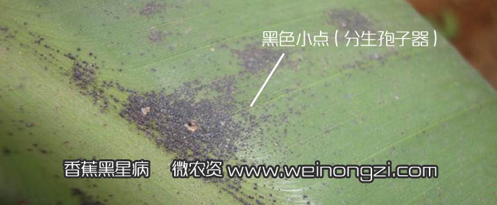 香蕉黑星病