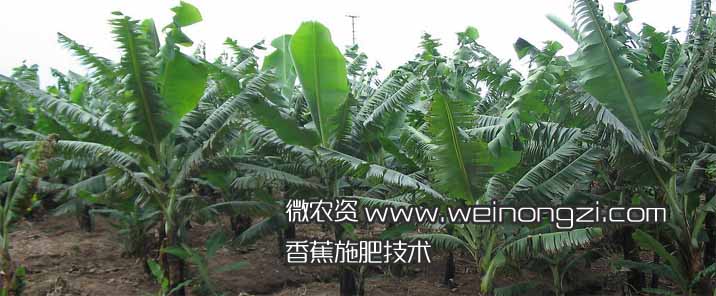 香蕉施肥技术