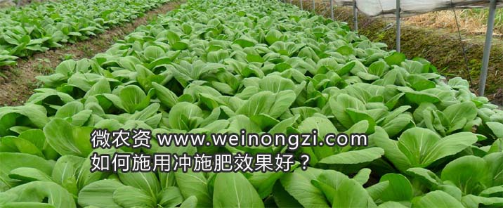 冲施肥
