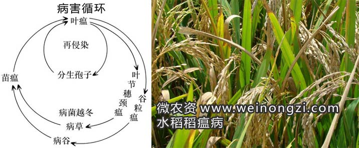 稻瘟病