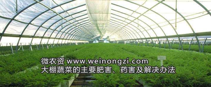大棚蔬菜药害