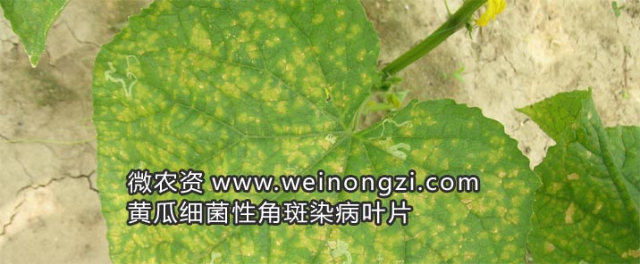 黄瓜细菌性角斑病