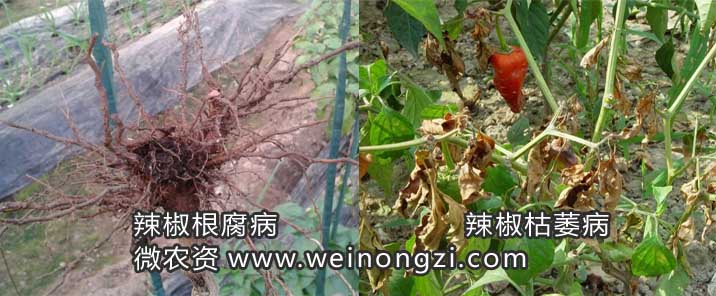 辣椒根腐病