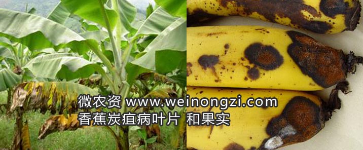 香蕉炭疽病
