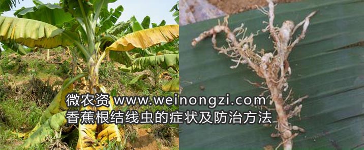 香蕉根结线虫