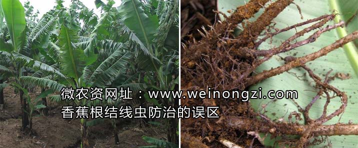 香蕉根结线虫