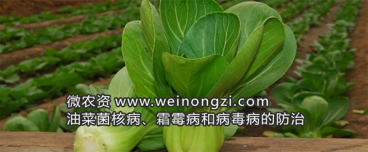 油菜菌核病霜霉病和病毒病的防治