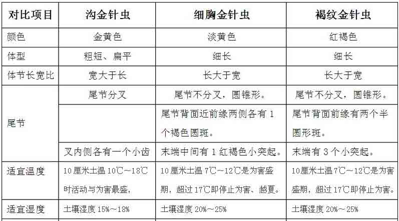 金针虫