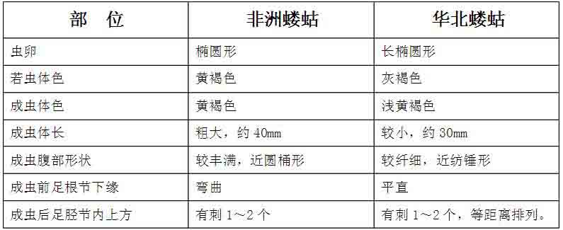 蝼蛄