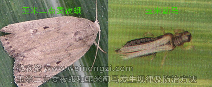 玉米蓟马