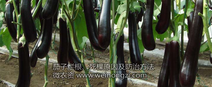 茄子烂根死棵