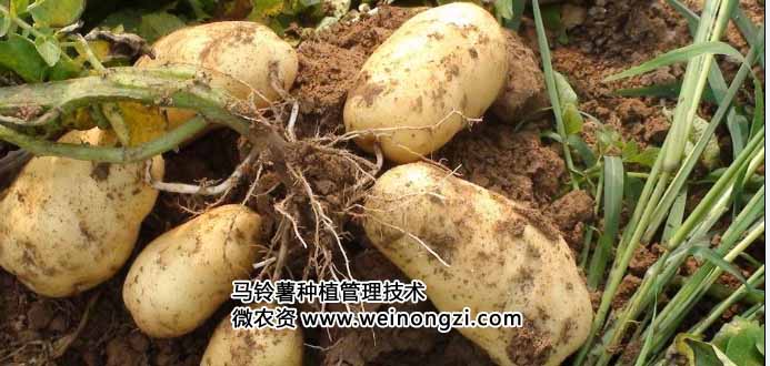 马铃薯