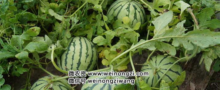 wnz20160603