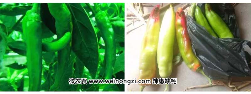 mtnz16090102.webp