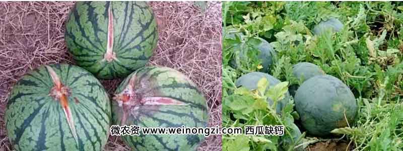 mtnz16090104.webp
