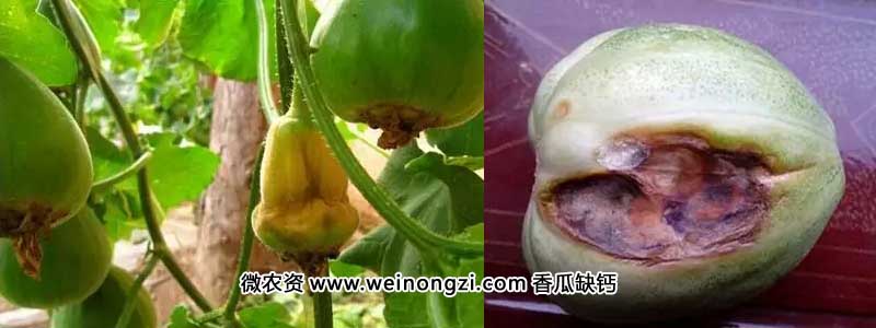 mtnz16090105.webp