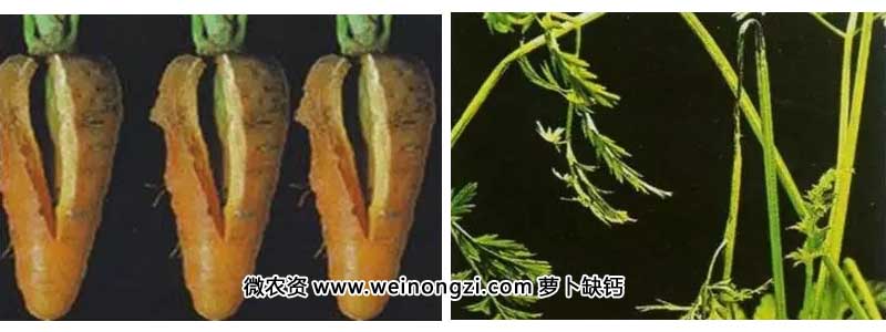 mtnz16090106.webp