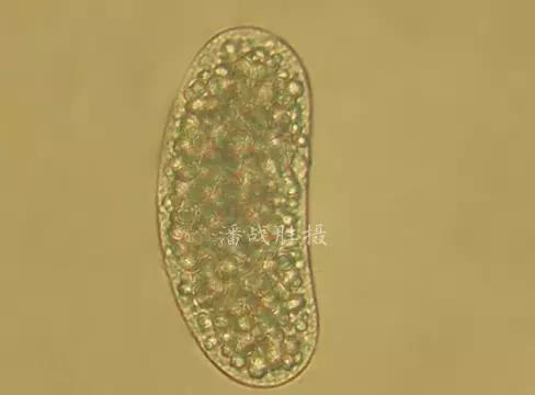 wnz16091302