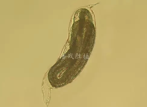 wnz16091303