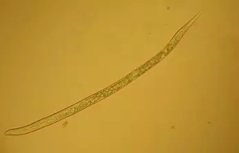 wnz16091304