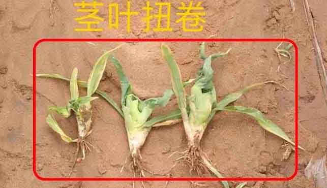玉米除草剂药害