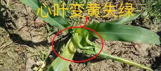 玉米除草剂药害