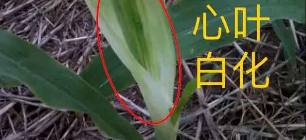 玉米除草剂药害