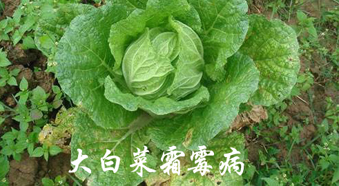 大白菜霜霉病